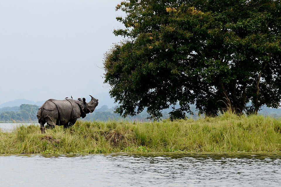 Assam - Kaziranga National Park